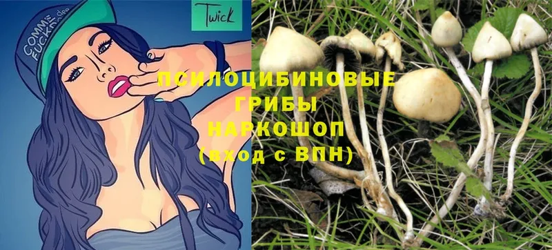 Псилоцибиновые грибы Magic Shrooms  как найти закладки  Копейск 